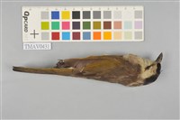 藏品(烏頭翁)的圖片